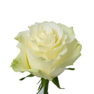 Роза Голландия  Мондиаль  1метр 1шт